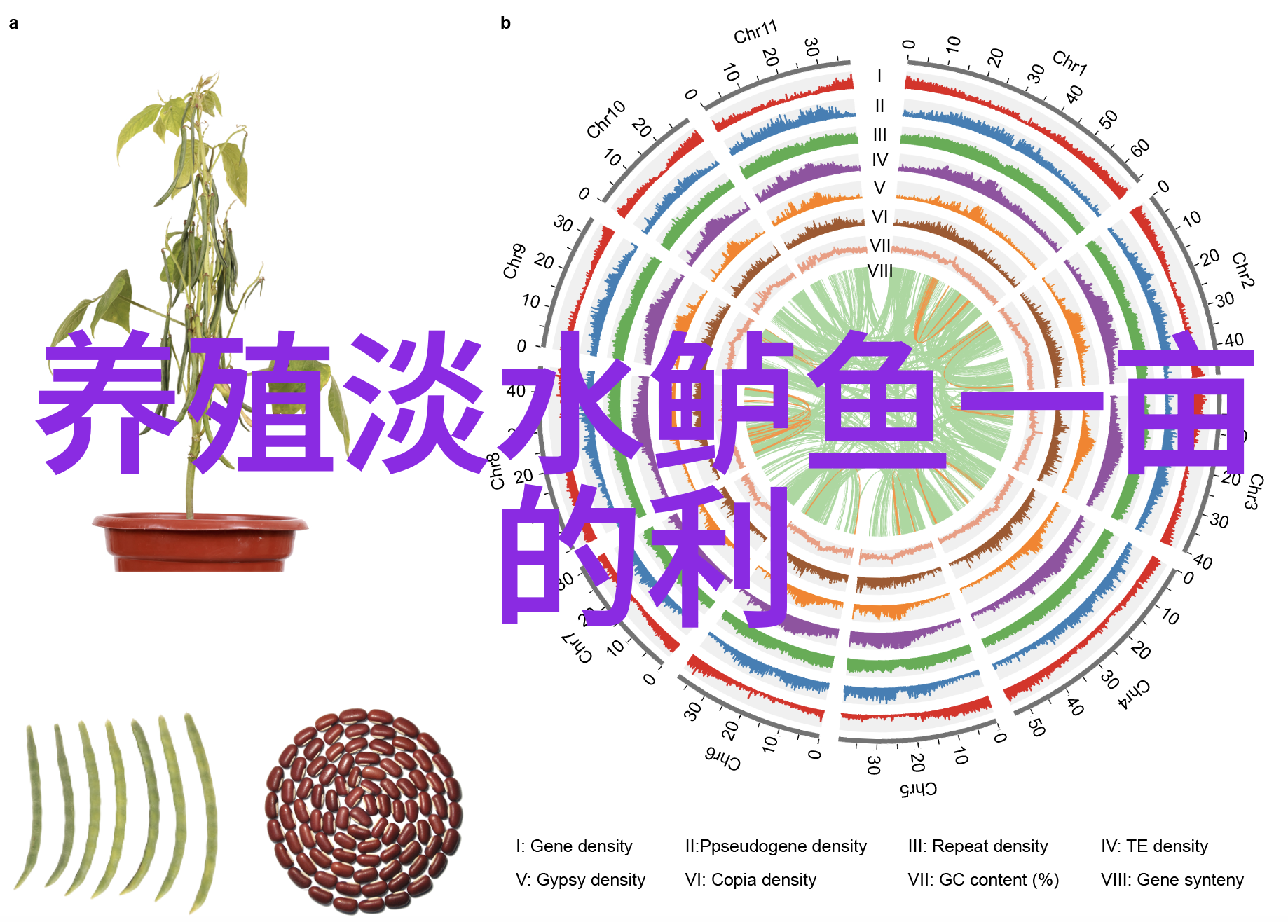 青虾春季高产优质养殖要点